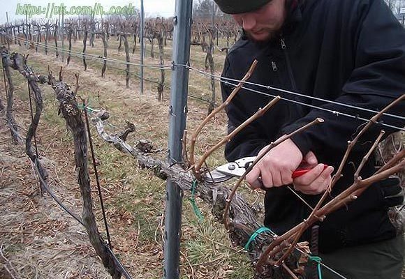 kak pravilno obrezat i ukryvat vinograd na zimu