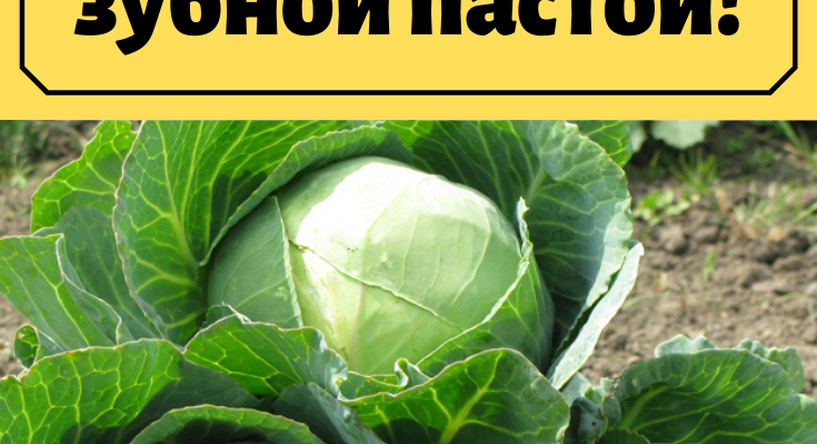 nakormite kapustu 8230 zubnoj pastoj