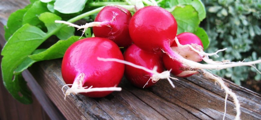 pervye zhivye vitaminy ili kogda i kak sazhat redisku