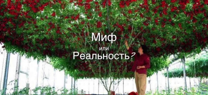pomidornoe derevo 8211 mif ili realnost