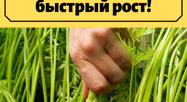 recept podkormki posle kotoroj morkov idet v bystryj rost