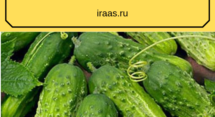 sozdaem luchshie usloviya dlya ogurcov v 3 raza bolshe urozhaya